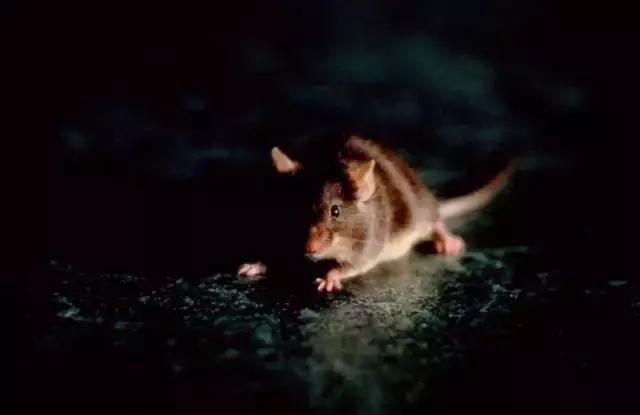 恐怖片迷过大年了，美剧拍出斯蒂芬·金宇宙