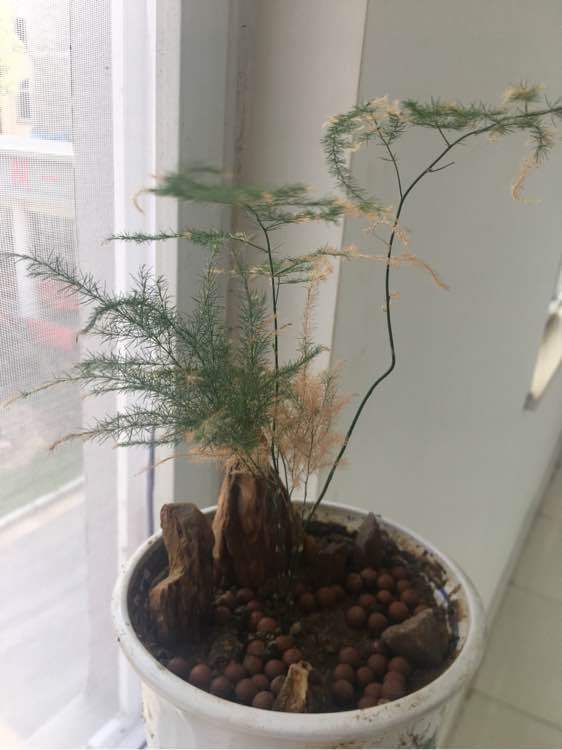 文竹叶子黄了剪掉还能长出新叶吗,文竹叶子发黄后还能恢复吗