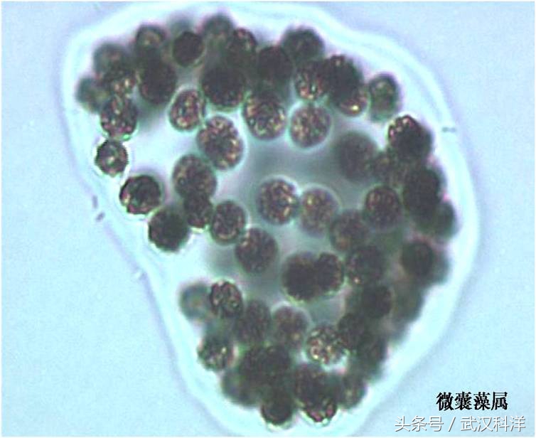 海边常见藻类植物图片,藻类植物常见的有什么