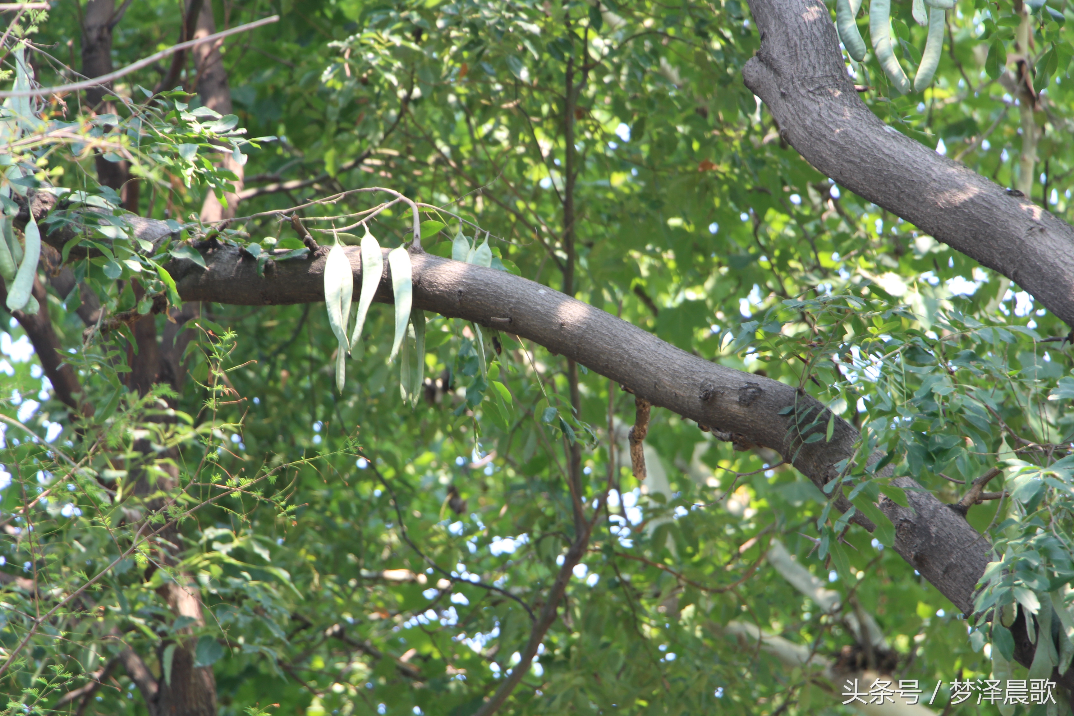 长满长长的尖刺看着吓人难得一见的稀有百年老皂荚树