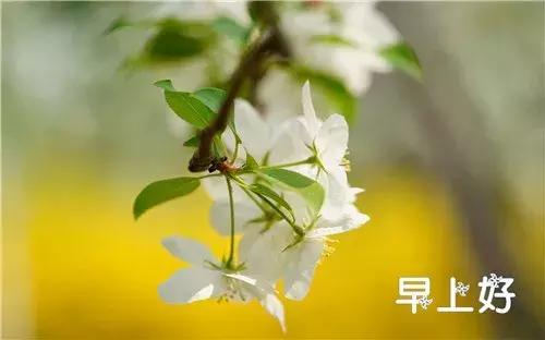 漂亮鲜花动态早上好表情图片,早上好最美的玫瑰花动态表情包