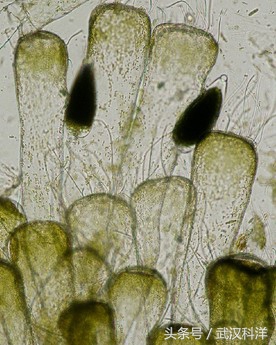 赤潮最常见的藻类有哪些,不属于环境中常见藻类