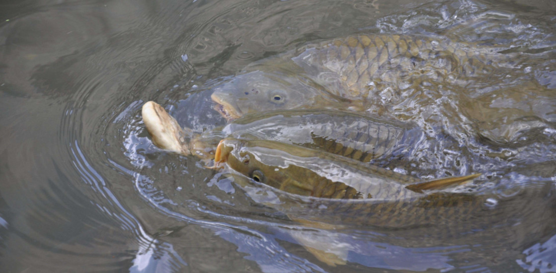 野钓鲤鱼抓口的正确方法教程,野钓大鱼怎么打窝用什么钓