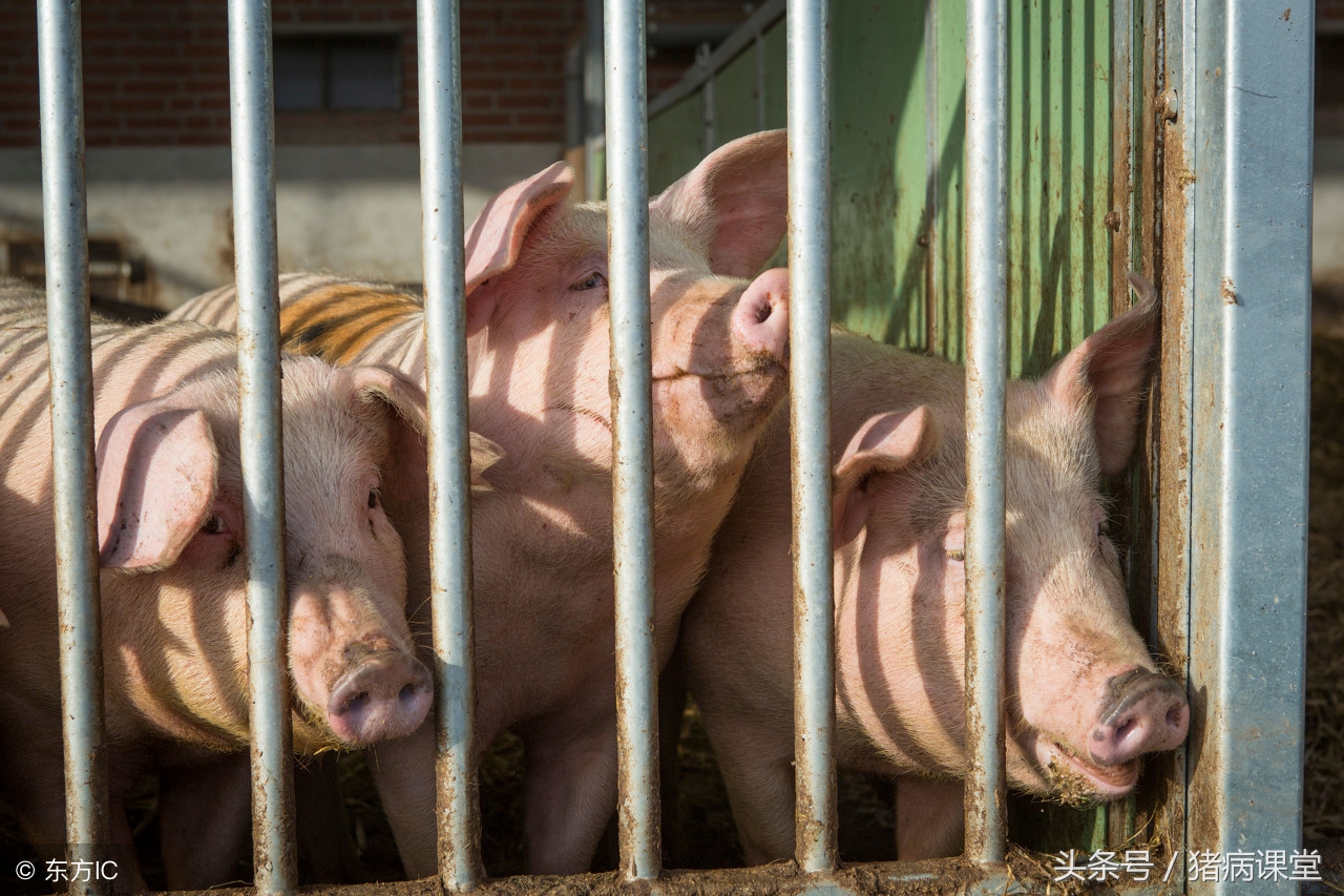 养猪技术之治疗猪气喘病的方法,养猪人气喘怎么处理