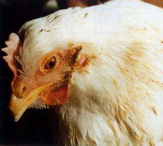 鸡嗉囊肿大很软怎么回事,鸡嗉囊肿大怎么治疗最好