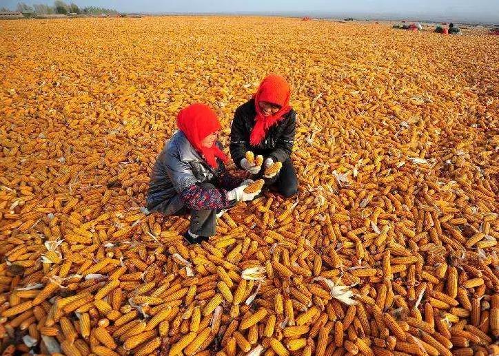 一亩地一年可以赚多少,一亩地利润如何