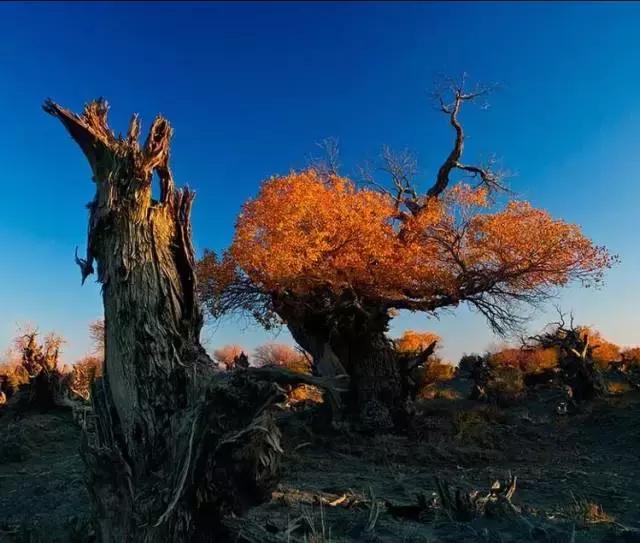 疆北自驾游线路图,全疆大环线自驾游最佳路线