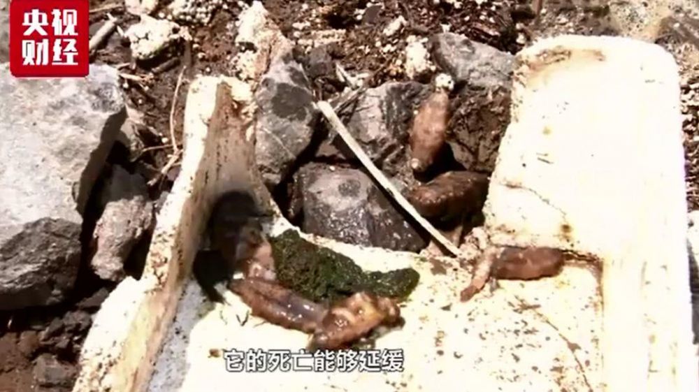 大连海参大量被热死损失了多少钱,大连气温太高造成海参死亡事件