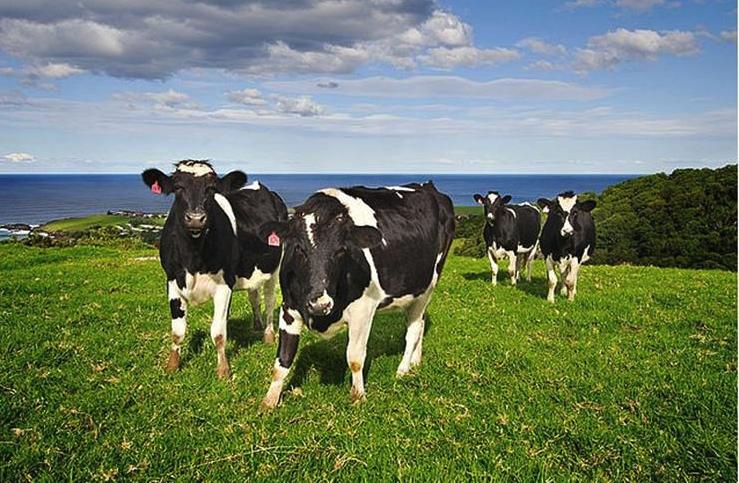 澳洲奶粉最全详解,澳洲奶粉到底好不好