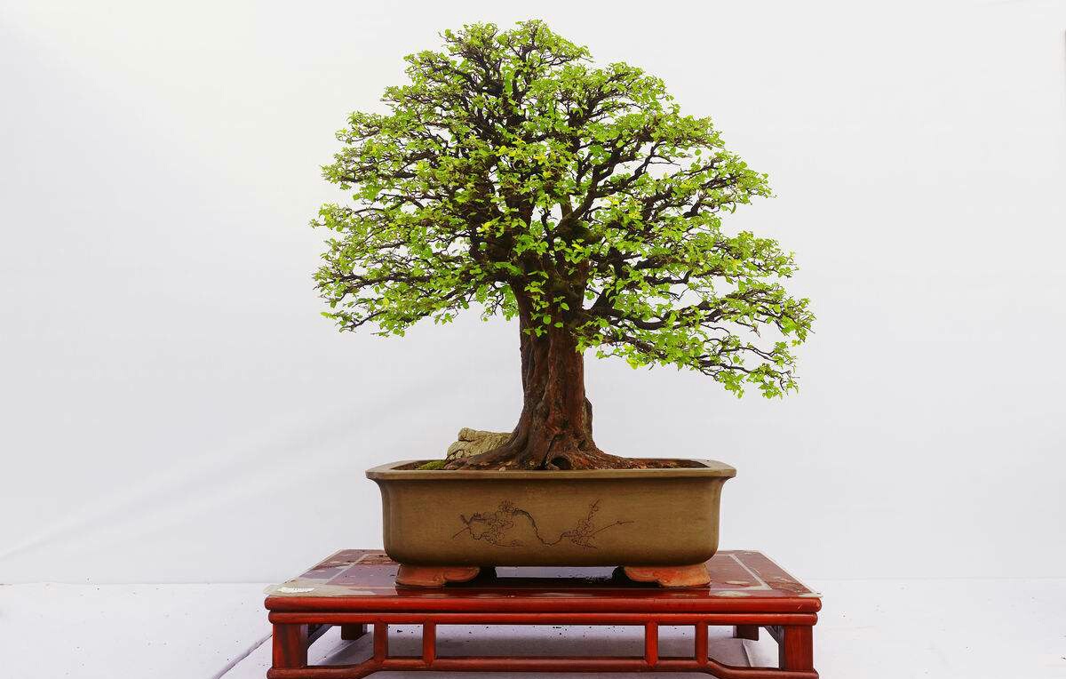 黄杨树盆景如何养,怎样养好黄杨树盆景