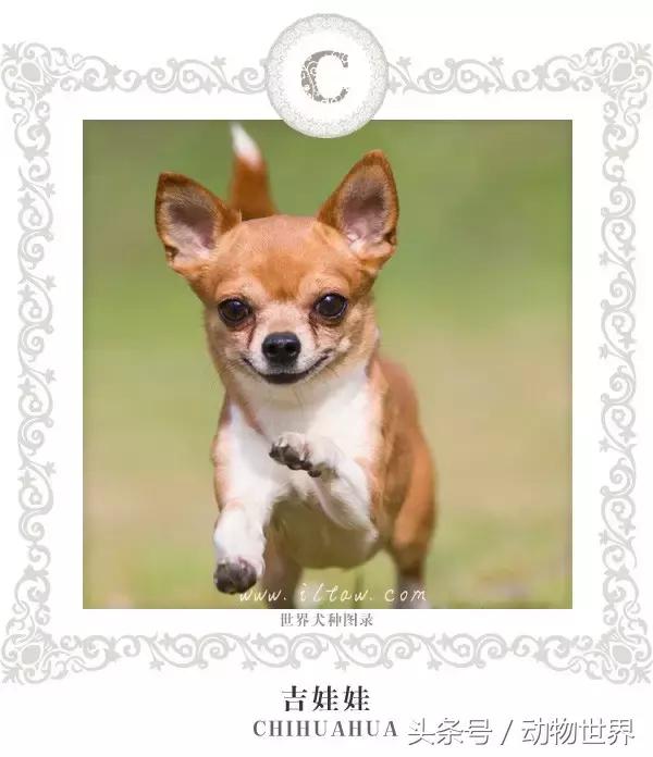 像海参又像虫子的东西是什么,像海参的虫子是什么