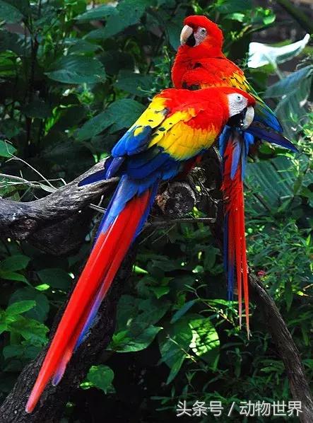 像海参又像虫子的东西是什么,像海参的虫子是什么