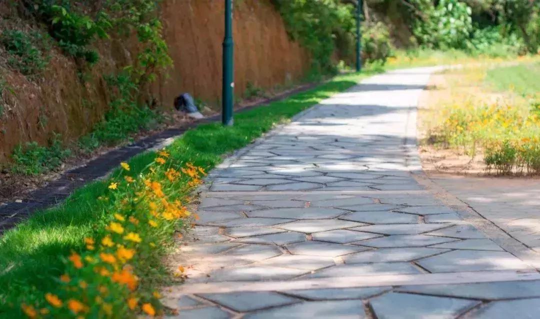 深圳最新的一个超级公园,深圳美景免费景点
