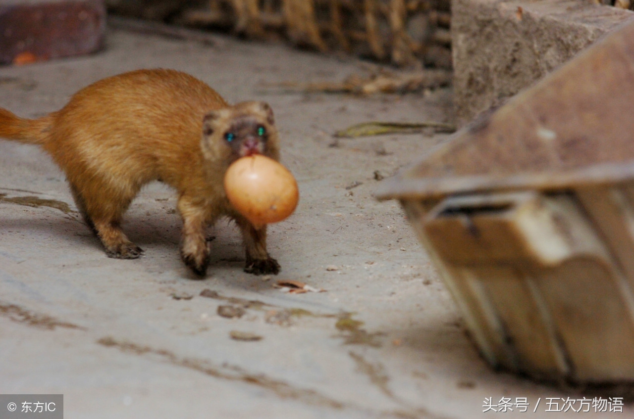 人与黄鼠狼真实故事,黄鼠狼在鸡窝里的老故事