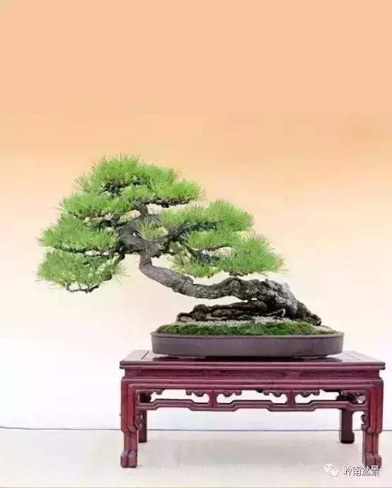 盆景人生哲理,从盆景欣赏体会人生哲理