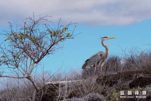 蓝莓评测｜全球60个海岛评测，假期选岛就看这一篇（上）