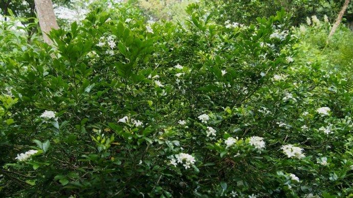 九里香怎么养护才能开花,九里香养护的正确方法