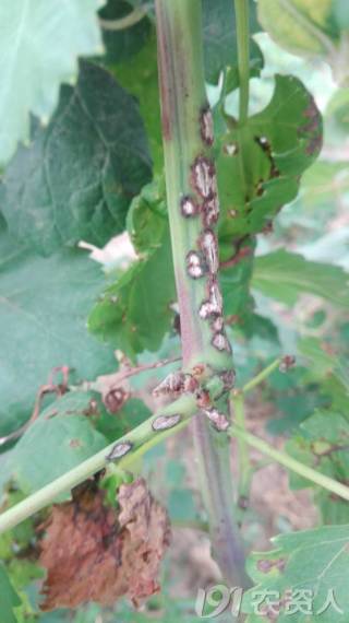 葡萄常见病害对照表,阳光玫瑰葡萄常见病害