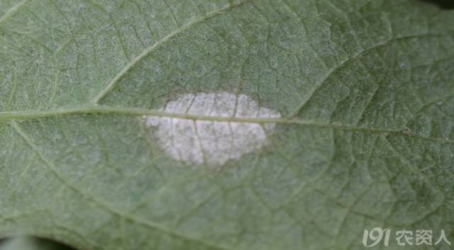 葡萄常见病害对照表,阳光玫瑰葡萄常见病害