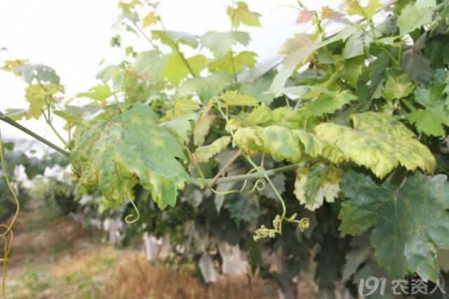 葡萄常见病害对照表,阳光玫瑰葡萄常见病害