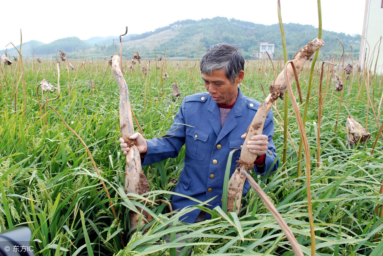 农业种植致富技巧,农民致富有妙招
