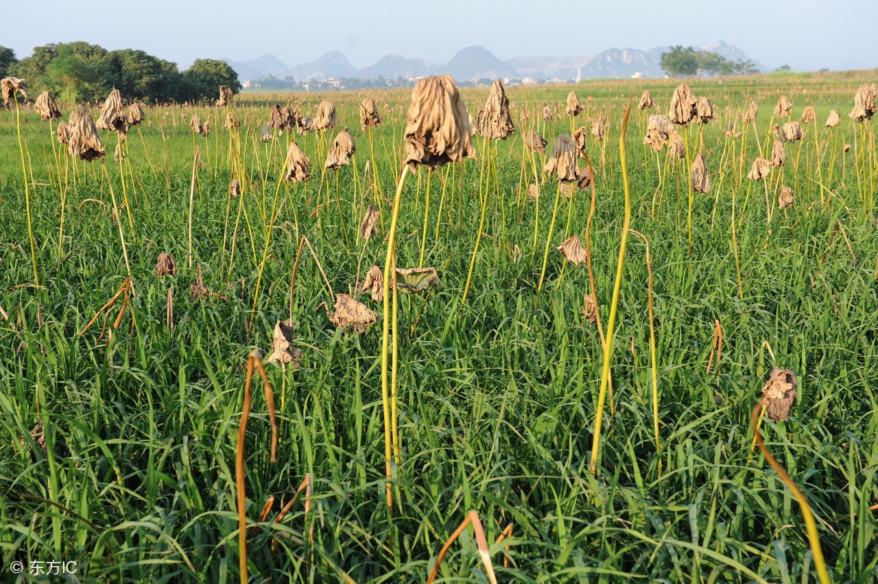 农业种植致富技巧,农民致富有妙招