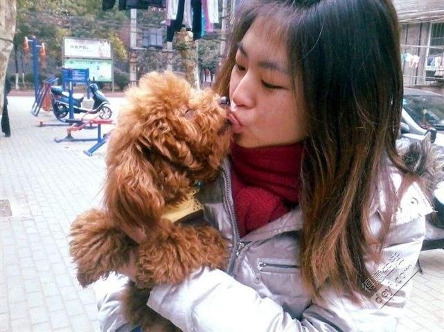 泰迪老是喜欢舔主人手是怎么回事,泰迪狗狗舔主人脖子意味着什么