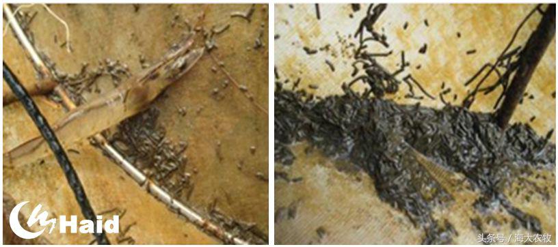 虾的养殖用什么饲料,养虾成本与利润分析表格