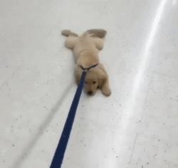 养金毛有什么要注意的,养金毛需要注意这些