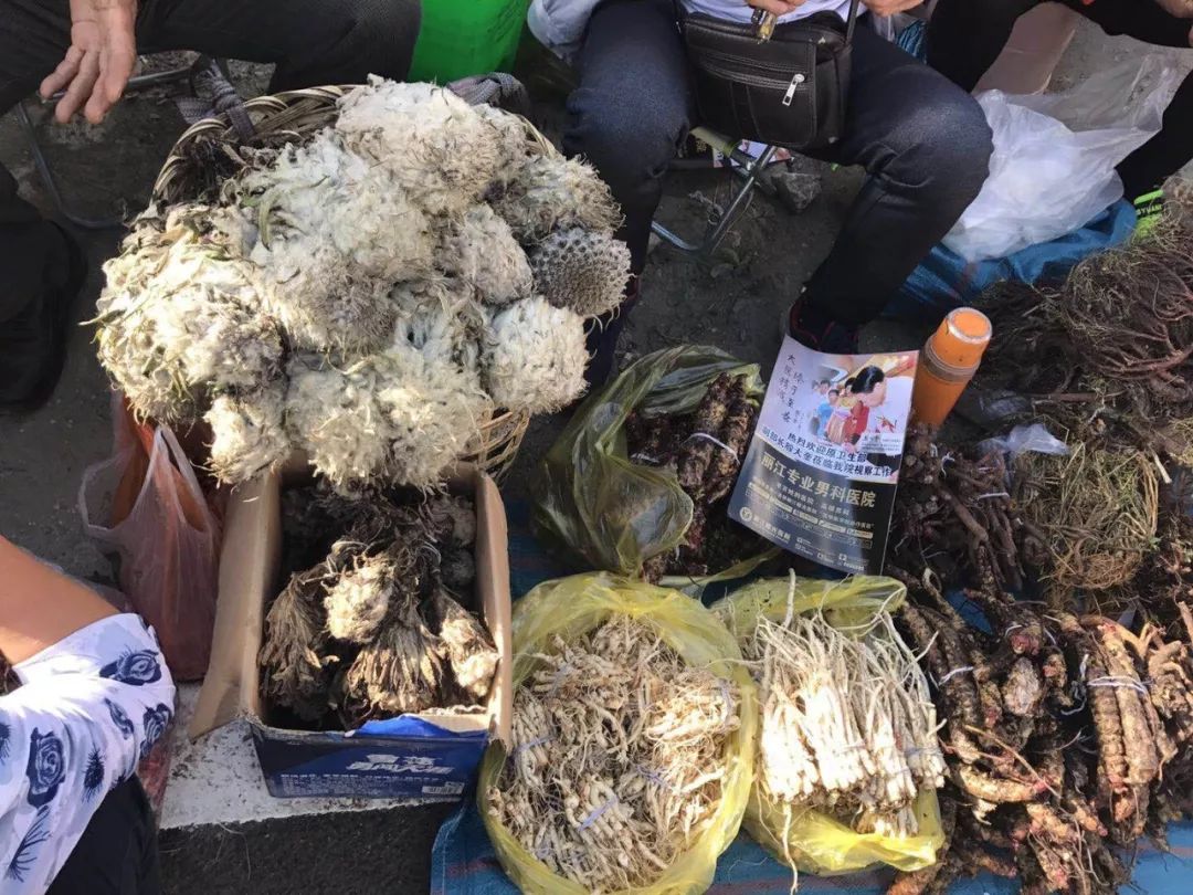 「昨日推文」哭泣的雪兔子，已经被人类挖到濒临灭绝！请高抬贵手放过它们吧！