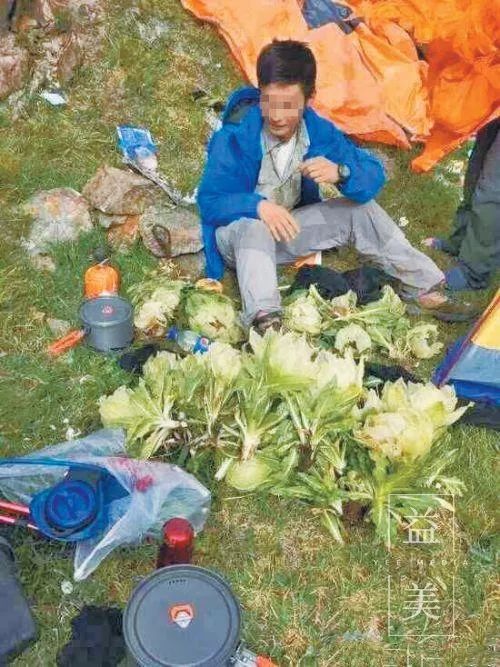 「昨日推文」哭泣的雪兔子，已经被人类挖到濒临灭绝！请高抬贵手放过它们吧！