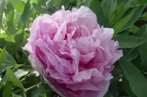 8.8发财日的祝福,8月18日发财日早安祝福图片