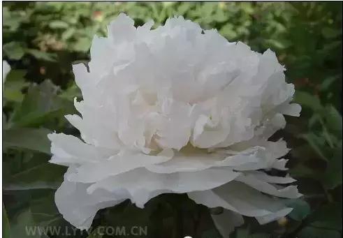 8.8发财日的祝福,8月18日发财日早安祝福图片