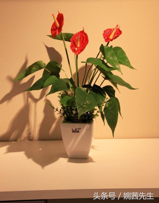 属虎吉祥植物七叶莲摆放什么方位,家里植物摆放方位禁忌