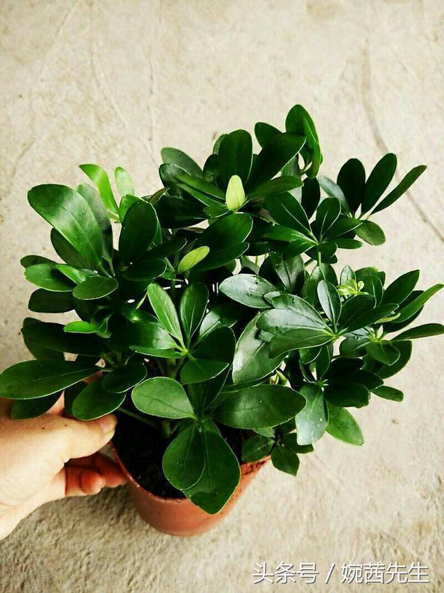 属虎吉祥植物七叶莲摆放什么方位,家里植物摆放方位禁忌