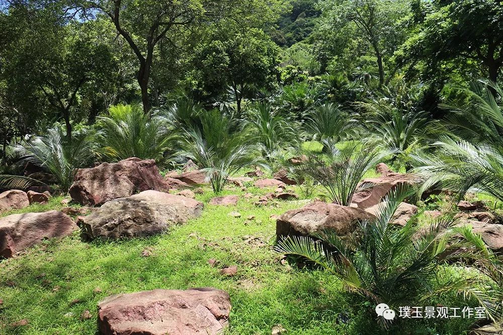铁树植物园,铁树开花是很奇特的景色