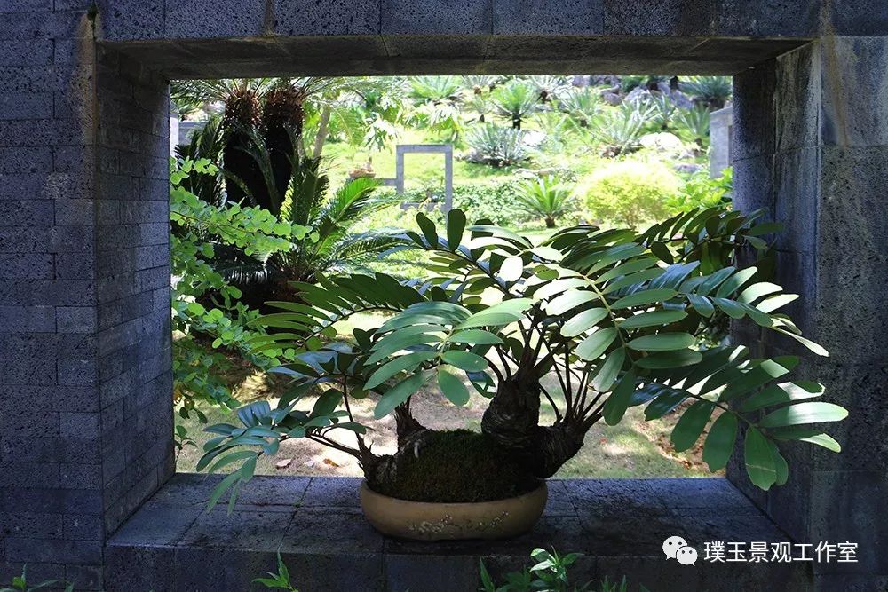 最漂亮的铁树开花,铁树开花深圳