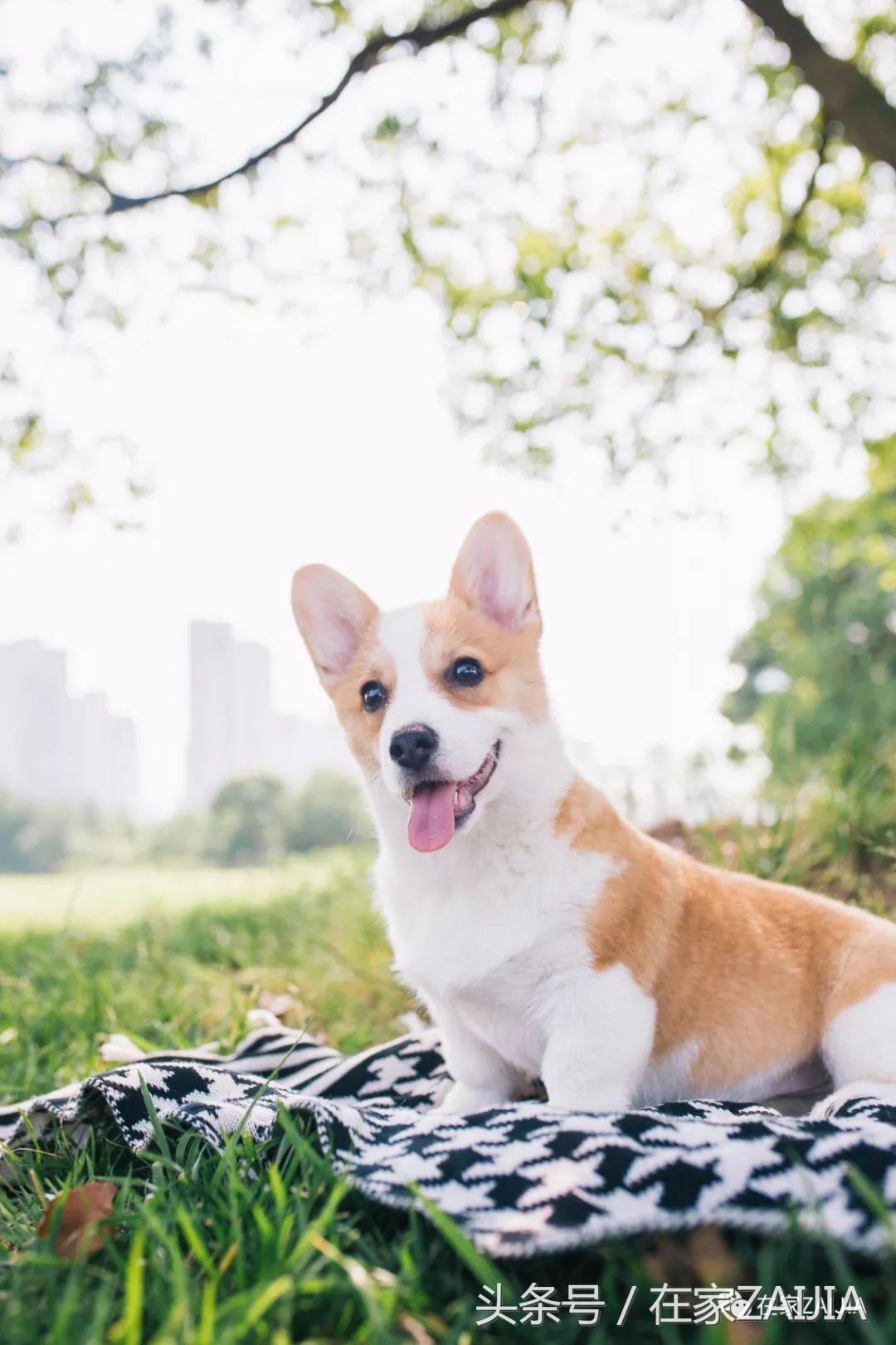 客厅正中放餐桌好吗,客厅放个大大的楼梯间