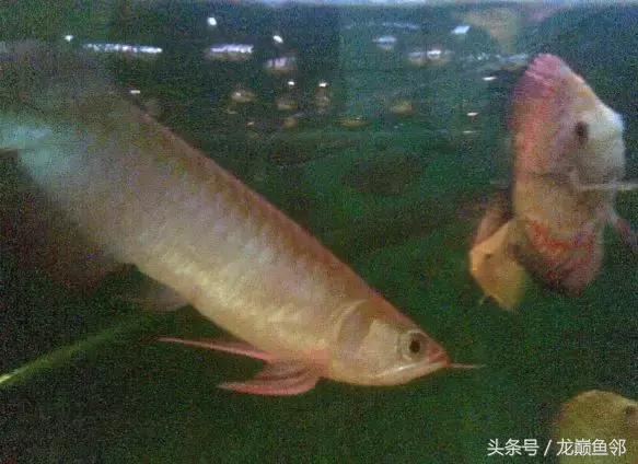 龙鱼撞缸失鳔抢救多久能恢复,龙鱼失鳔最急用的方法