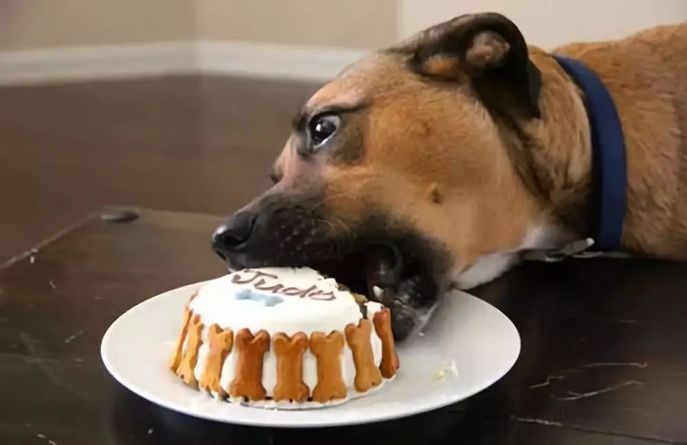 宠物误食异物怎么处理,宠物常备催吐药