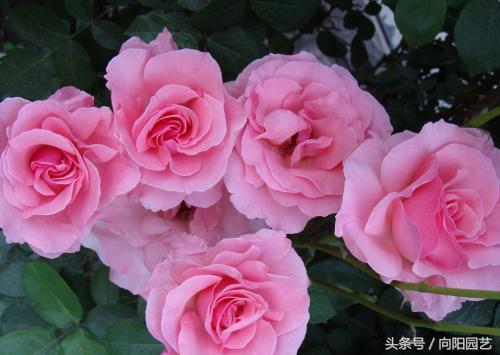 月季花浇水的方法和技巧,月季花的浇水方法和注意事项