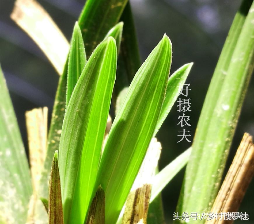 新手养什么品种的兰花好养活,哪种兰花最好养适合新手