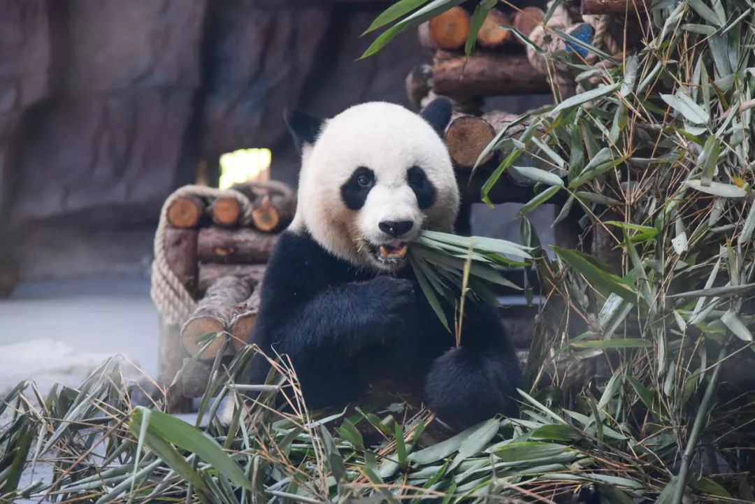 实力圈粉！熊猫兄弟今天正式亮相东莞，一大波萌图滚滚来袭
