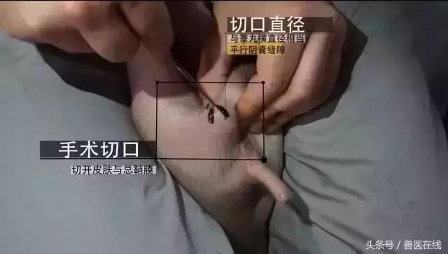 养猪阉猪技术,养猪怎么阉仔猪呢