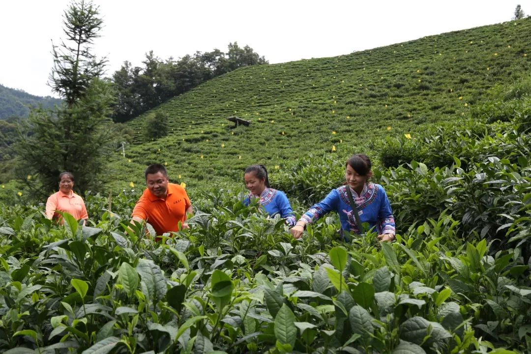 「创富人物」凌云茶乡“领头阳”的人善茶方纯