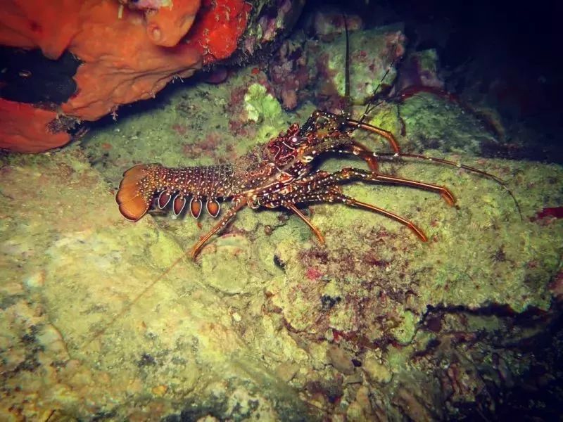 9个技巧，让你轻松搞定夜潜