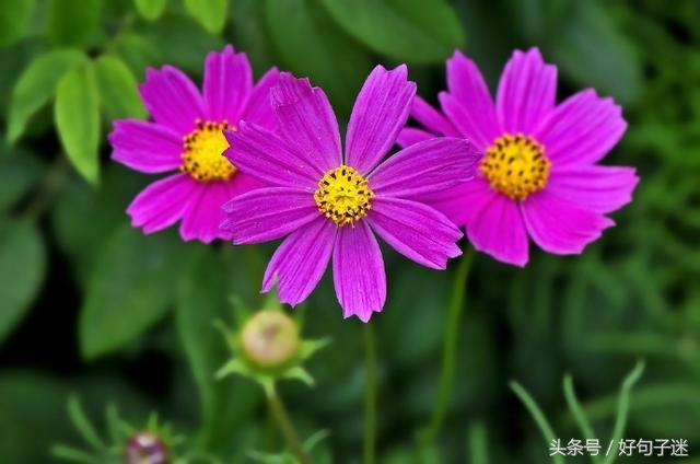 心灵鸡汤个性签名唯美,心灵鸡汤语录音频句句戳心