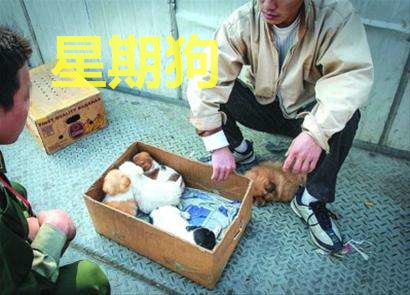 买狗指南养狗注意事项,养狗小白入门指南狗子到家