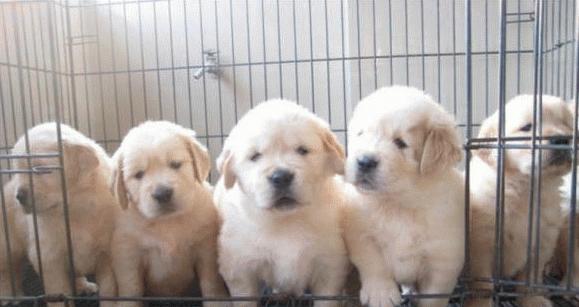 买狗指南养狗注意事项,养狗小白入门指南狗子到家