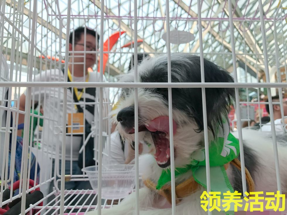 买狗指南养狗注意事项,养狗小白入门指南狗子到家